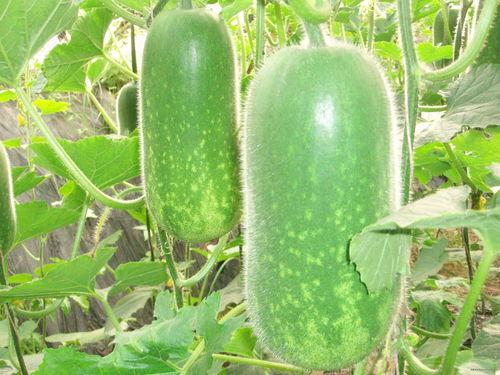 网红大瓜博雅吃瓜视频最全观看 吃瓜网,全网最全大瓜揭秘