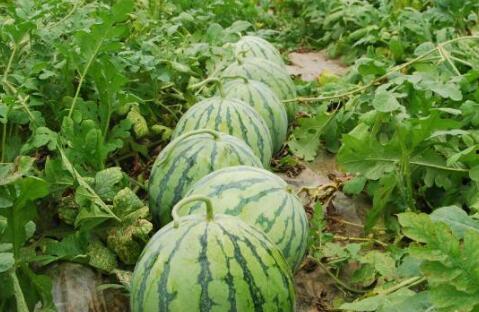 热门大瓜往期内容