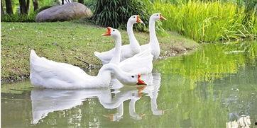 今日吃瓜首页 抖音网红大鹅,吃瓜首页新宠，带你领略鹅界风采！”