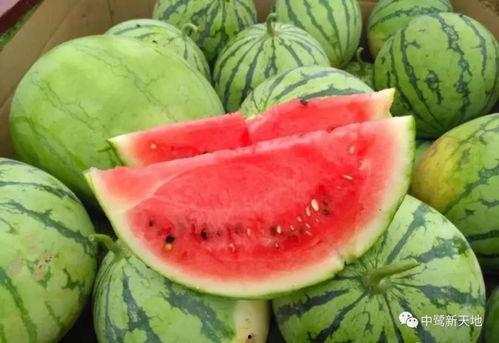 今日吃瓜官网,揭秘娱乐圈最新热点，带你畅游八卦海洋